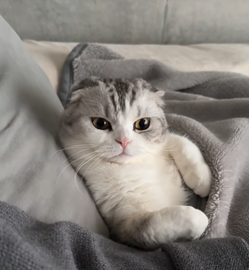Muu wrapped in a grey blanket