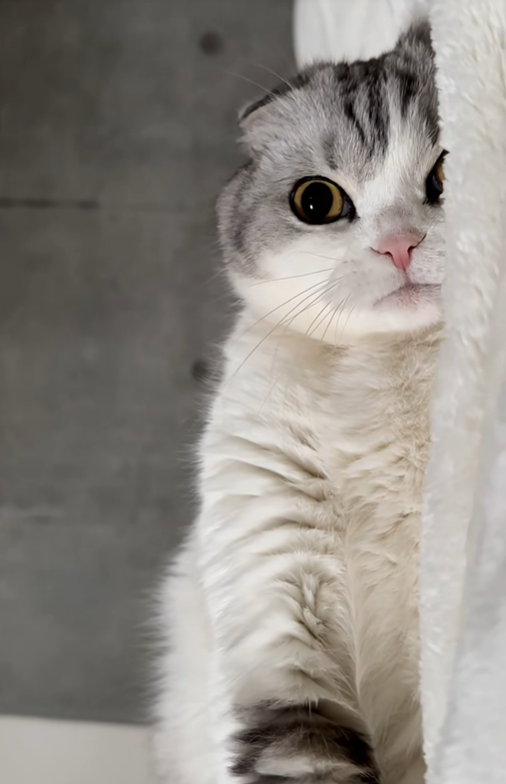 Muu peeking