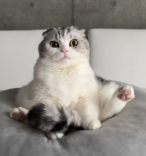 Muu sitting like a human
