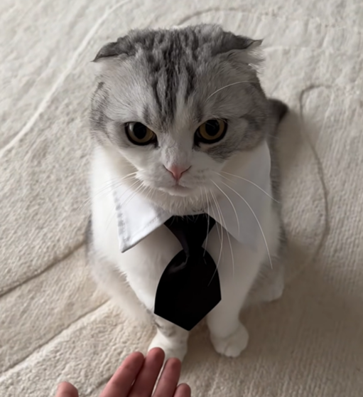 Muu in a tuxedo collar