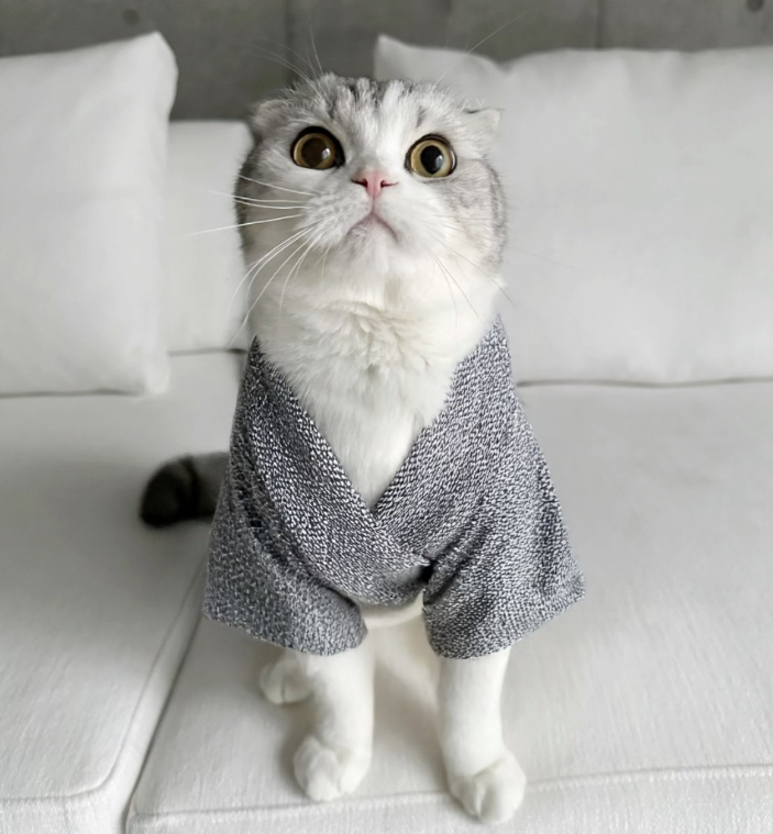 Muu wearing a knit sweater